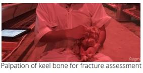 Keel Bone Fractures in Laying Hens - Image 1