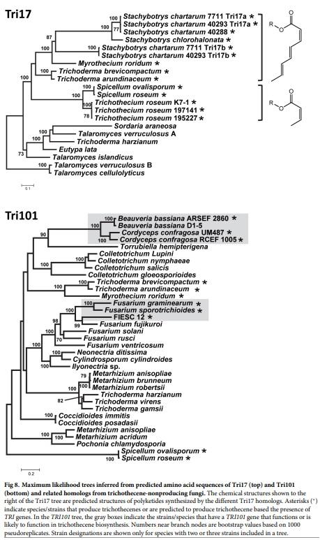 Evolution of structural diversity of trichothecenes, a family of toxins produced by plant pathogenic and entomopathogenic fungi - Image 11