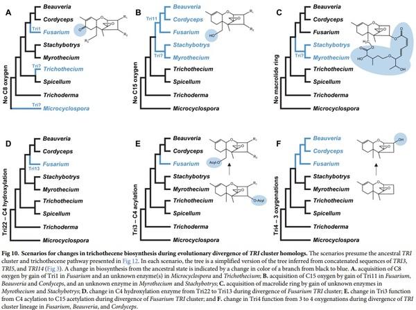 Evolution of structural diversity of trichothecenes, a family of toxins produced by plant pathogenic and entomopathogenic fungi - Image 13