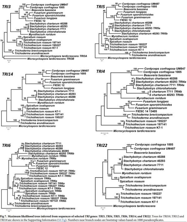 Evolution of structural diversity of trichothecenes, a family of toxins produced by plant pathogenic and entomopathogenic fungi - Image 10