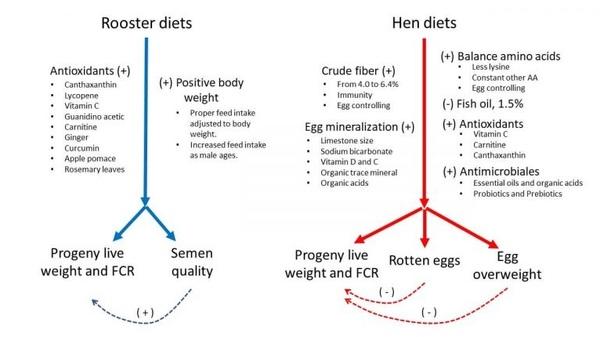 How do Broiler Breeders and In-ovo Feeding Impact on Chick Quality? - Image 2