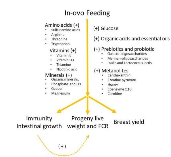 How do Broiler Breeders and In-ovo Feeding Impact on Chick Quality? - Image 3