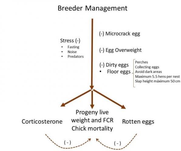How do Broiler Breeders and In-ovo Feeding Impact on Chick Quality? - Image 1
