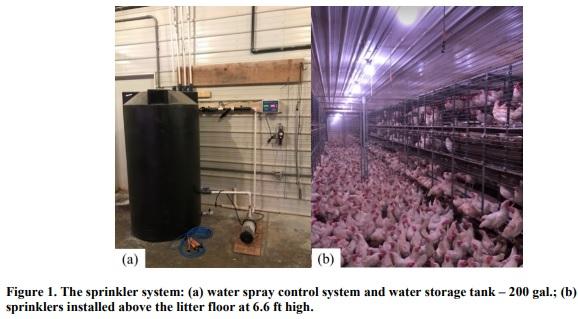 Sprinkling Cooling for Cage-free Hens - Image 1