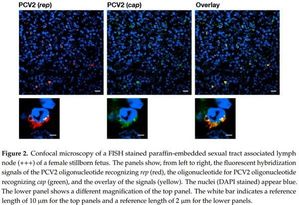 Porcine Circovirus Type 2 Pathogenicity Alters Host’s Central Tolerance for Propagation - Image 4