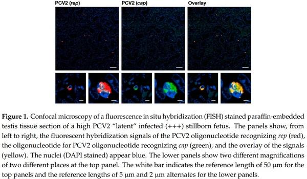 Porcine Circovirus Type 2 Pathogenicity Alters Host’s Central Tolerance for Propagation - Image 1
