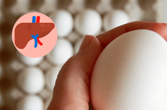 Importance of a healthy liver for egg production