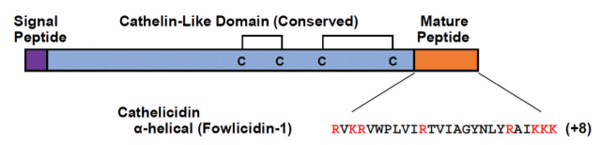 Figure 4. General structure of avian cathelicidins with the signal peptide (purple), the cysteine-rich cathelin-like domain (blue), and the mature peptide sequence (orange) (Zhang and Sunkara 2014).