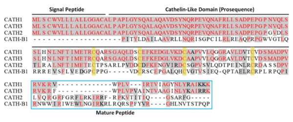 Figure 5. Amino acid sequences of chicken cathelicidins, with conserved sequences highlighted in red and cysteine residues highlighted in yellow (Zhang and Sunkara 2014).