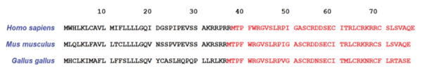 Figure 6. Amino acid sequences of LEAP-2 in humans, mice, and chickens; with the mature peptide sequences highlighted in red (Townes et al. 2004).