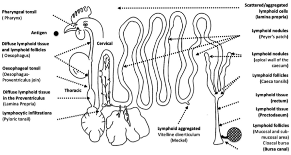 Figure 1. Gut associated lymphoid tissue (GALT): structures and distribution of the primary (Bursa of Fabricius), and secondary lymphoid tissue throughout the gastrointestinal tract.
