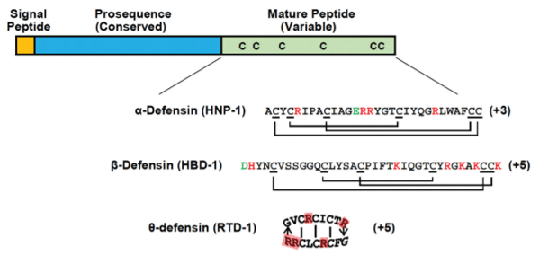 Figure 3. General structure of defensins consists of the signal peptide (yellow), the conserved prosequence (blue), and the cysteine-rich mature peptide (green).