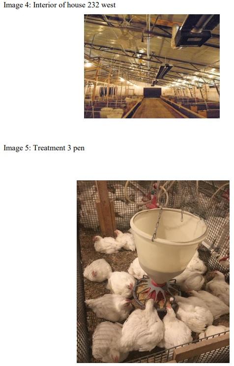 The Effect of Magnetic Water on Feed Conversion Ratio, Body Weight Gain, Feed Intake and Livability of Male Broiler Chickens - Image 4