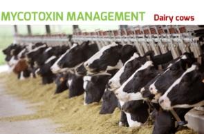 Mycotoxins in dairy cows: the role of rumen - Image 1