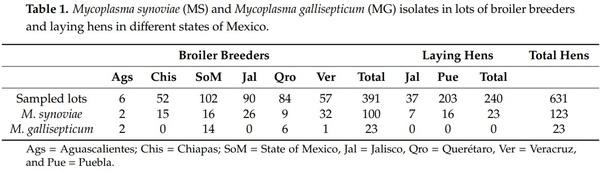 Isolation and Antimicrobial Sensitivity of Mycoplasma synoviae and Mycoplasma gallisepticum from Vaccinated Hens in Mexico - Image 1
