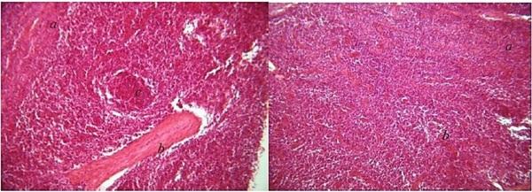 Histopathological changes in pigs infected with ileitis - Image 2
