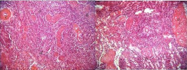 Histopathological changes in pigs infected with ileitis - Image 1
