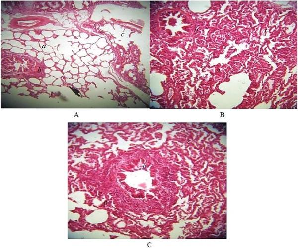 Histopathological changes in pigs infected with ileitis - Image 3