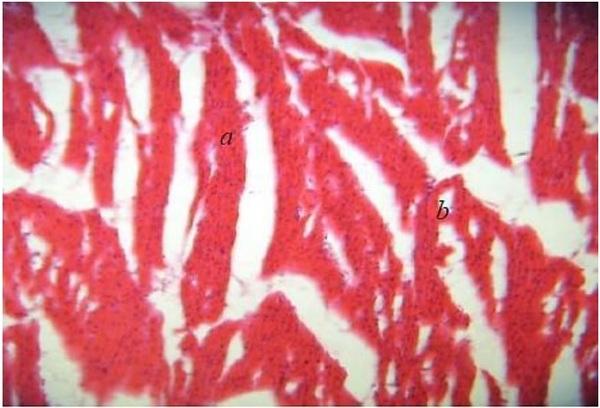 Histopathological changes in pigs infected with ileitis - Image 4