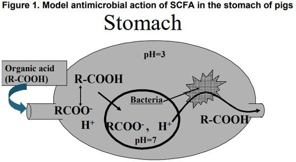 Organic Acids as Potential Alternatives to Antibiotic Growth Promoters for Pigs - Image 2