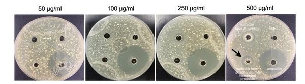 Antibacterial activity of Bacillus species-derived surfactin on Brachyspira hyodysenteriae and Clostridium perfringens (Extract) - Image 5