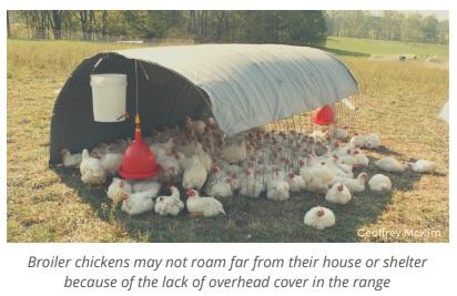 Silvopasture-based poultry production - Image 3