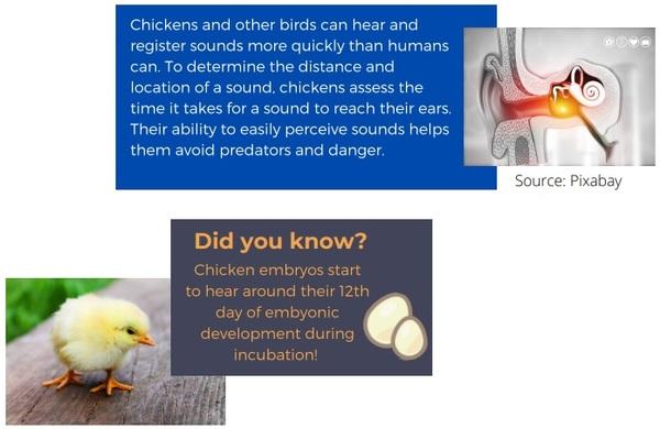 Chicken Vocalizations - Image 5