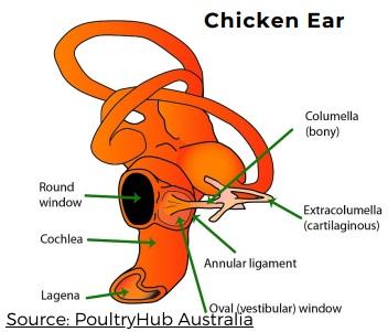 Chicken Vocalizations - Image 2