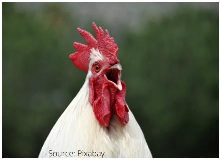 Chicken Vocalizations - Image 1