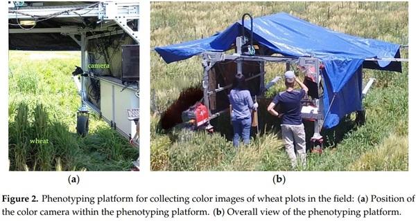 Detection of Fusarium Head Blight in Wheat Using a Deep Neural Network and Color Imaging - Image 2