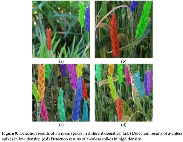 Detection of Fusarium Head Blight in Wheat Using a Deep Neural Network and Color Imaging - Image 13