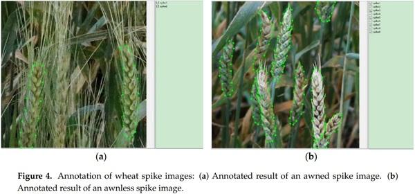 Detection of Fusarium Head Blight in Wheat Using a Deep Neural Network and Color Imaging - Image 4
