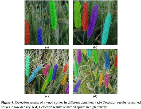 Detection of Fusarium Head Blight in Wheat Using a Deep Neural Network and Color Imaging - Image 12
