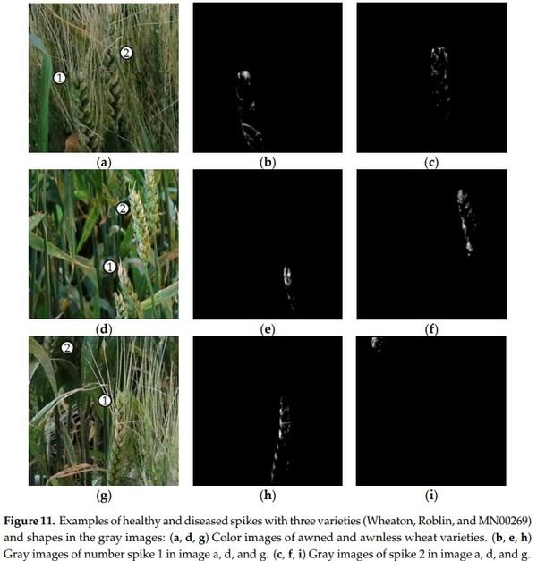Detection of Fusarium Head Blight in Wheat Using a Deep Neural Network and Color Imaging - Image 16