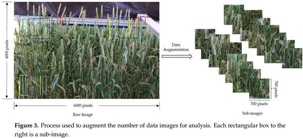 Detection of Fusarium Head Blight in Wheat Using a Deep Neural Network and Color Imaging - Image 3