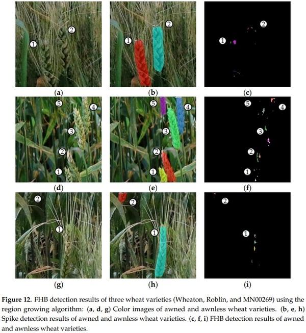 Detection of Fusarium Head Blight in Wheat Using a Deep Neural Network and Color Imaging - Image 17