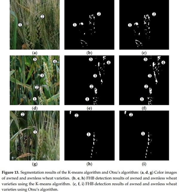 Detection of Fusarium Head Blight in Wheat Using a Deep Neural Network and Color Imaging - Image 18