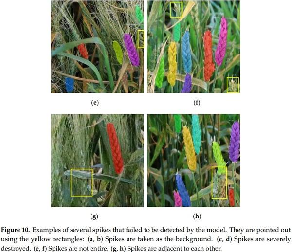 Detection of Fusarium Head Blight in Wheat Using a Deep Neural Network and Color Imaging - Image 15