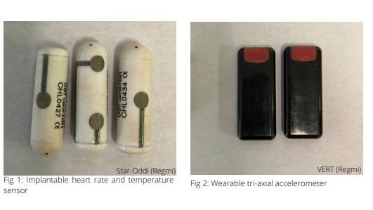 Technology to monitor poultry welfare: wearables and implantables - Image 1