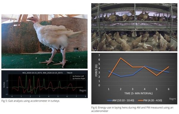 Technology to monitor poultry welfare: wearables and implantables - Image 2