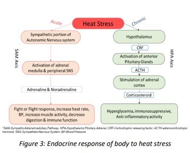 Managing heat stress in poultry: A strategic approach - Image 3