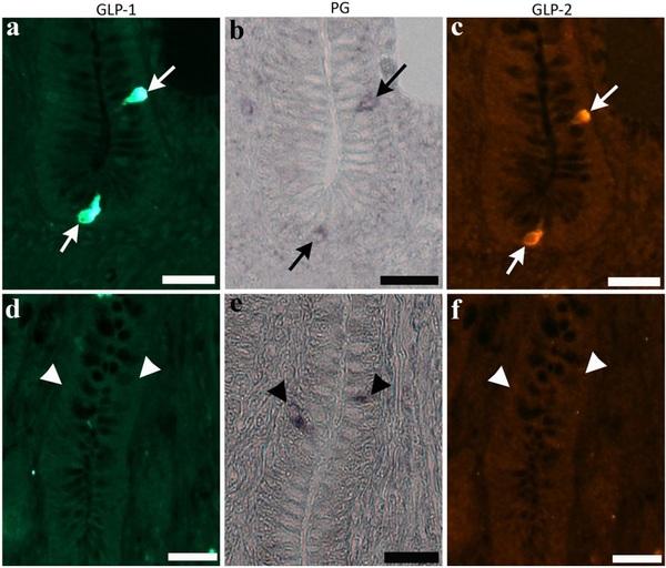 Dietary carbohydrate modifies the density of L cells in the chicken ileum - Image 5