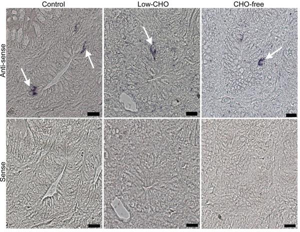 Dietary carbohydrate modifies the density of L cells in the chicken ileum - Image 3