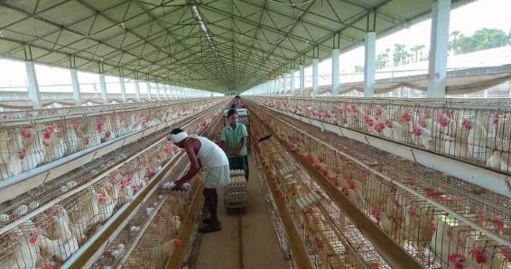 Keeping optimal control over the indoor climate of poultry houses in tropical areas - Image 1
