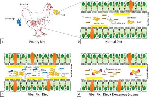 Technological advancement in poultry and livestock enzymes - Image 1