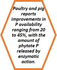 Technological advancement in poultry and livestock enzymes - Image 4