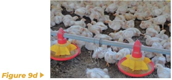 Enrichment for broilers and turkeys – from theoretical consideration to practical application - Image 11