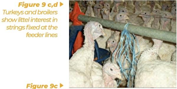 Enrichment for broilers and turkeys – from theoretical consideration to practical application - Image 10