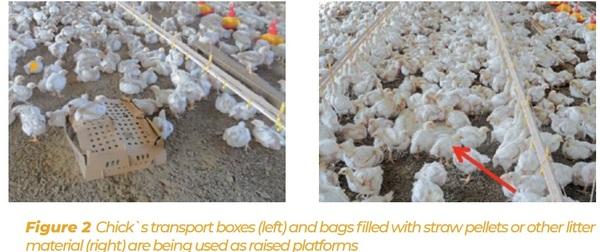 Enrichment for broilers and turkeys – from theoretical consideration to practical application - Image 2
