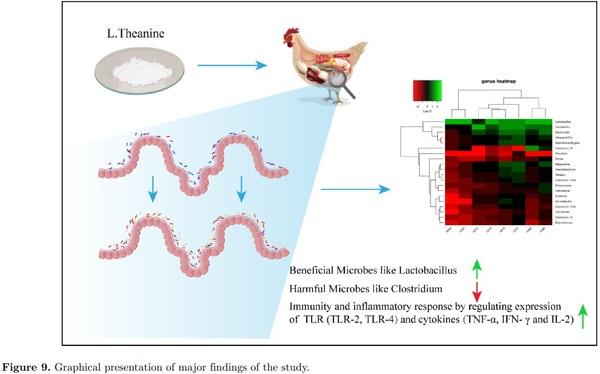 16S ribosomal RNA sequencing reveals a modulation of intestinal microbiome and immune response by dietary L-theanine supplementation in broiler chickens - Image 11